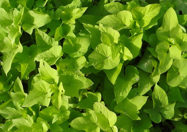 Albany Landscaping