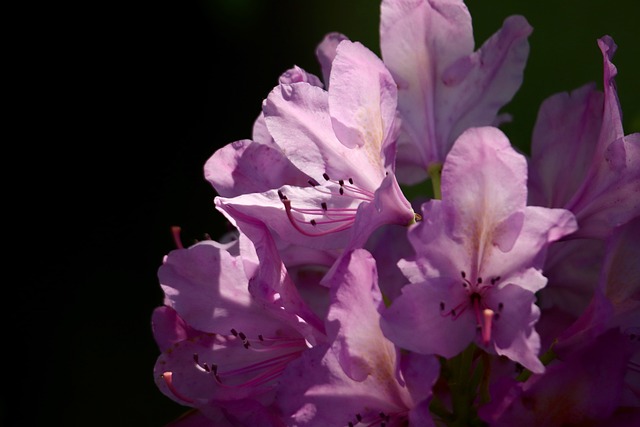 Albany Landscaping