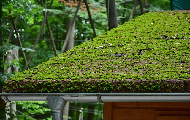 Houston, roof, roof repair