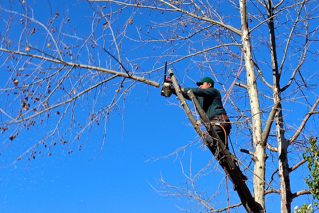 Schenectady Landscaping