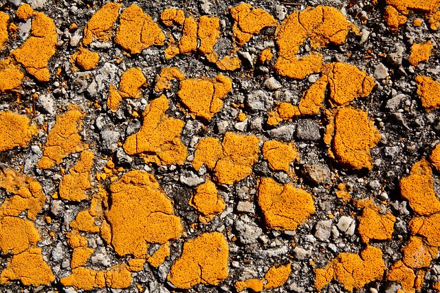 Asphalt vs Concrete: Optimal Driveway Paving for Albany Residents