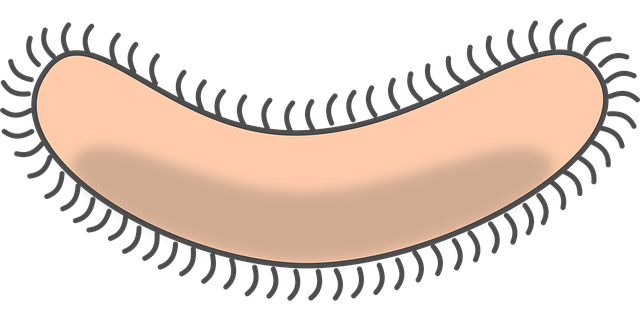stem cell culture media