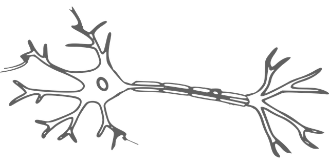 stem cell culture media