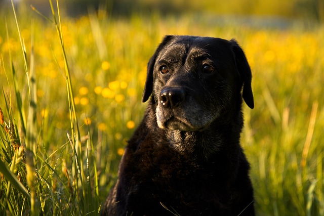albany-pet-friendly-housing-640x480-24718110.jpeg