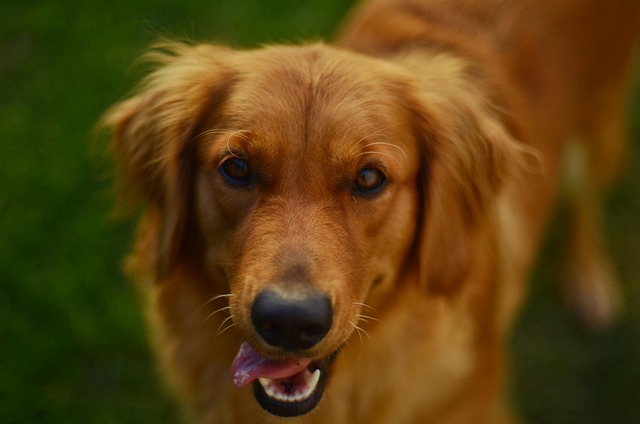 Albany pet friendly housing