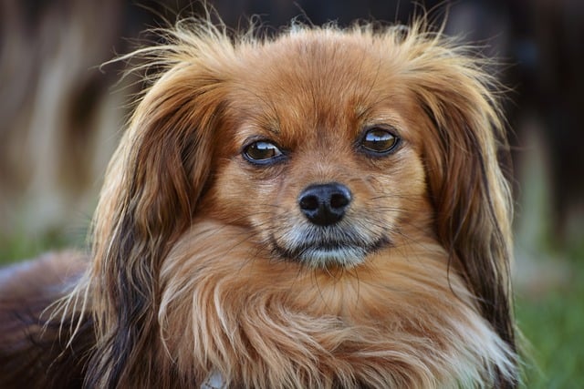 Albany pet friendly housing