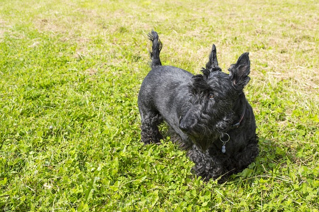 Albany pet friendly housing