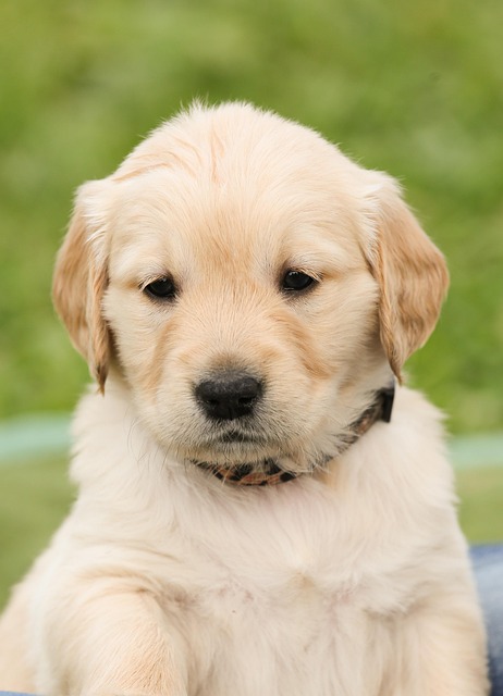 Apartments that allow dogs in Albany, NY