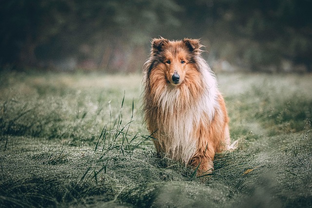 Apartments that allow dogs in Albany, NY