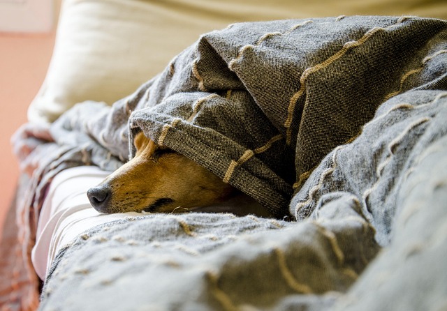 Apartments that allow dogs in Albany, NY