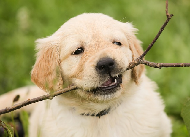 apartments-that-allow-dogs-in-albany-ny-640x480-85272936.jpeg