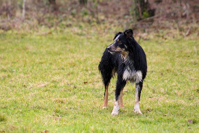 Welcome Paws: Finding Dog-Friendly Apartments in Albany, NY