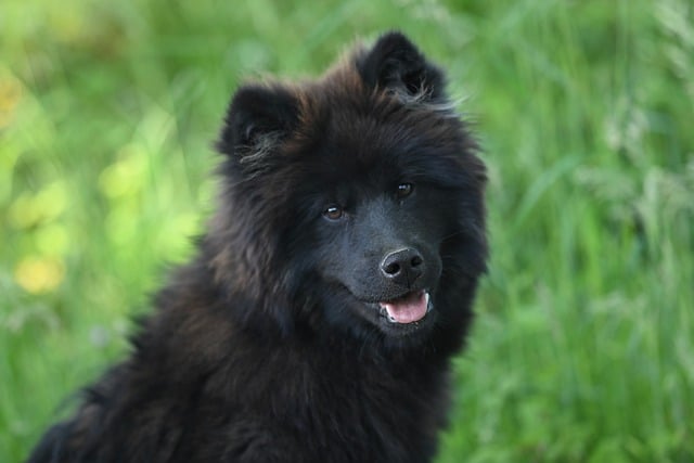best-pet-friendly-buildings-in-albany-ny-640x480-97270033.jpeg