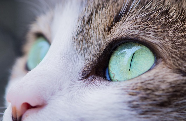 Cat friendly rentals Albany