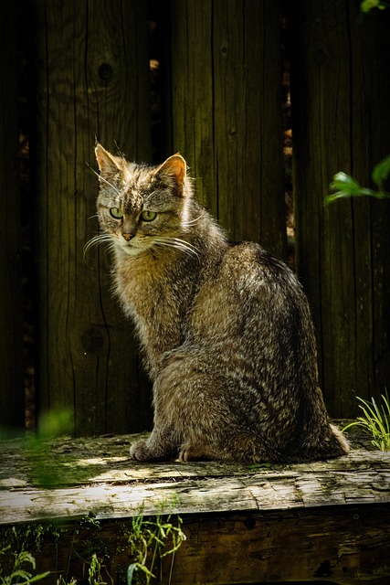Cat friendly rentals Albany
