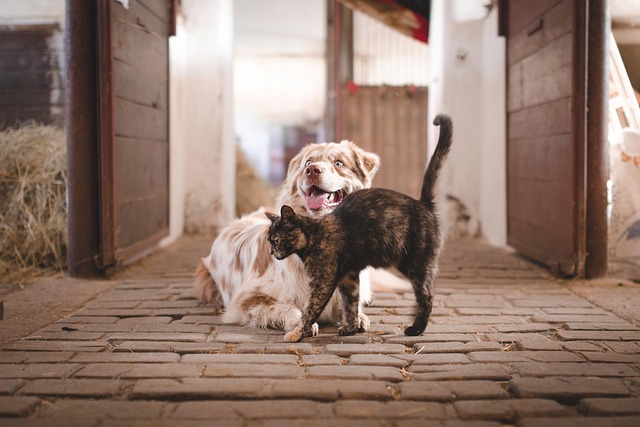 Cat friendly rentals Albany