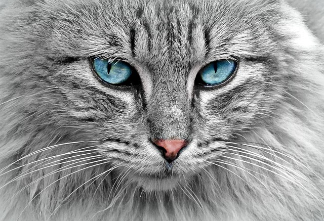 Cat friendly rentals Albany