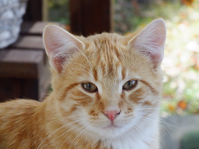 Cat friendly rentals Albany