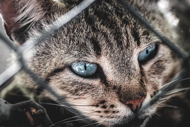 Cat friendly rentals Albany
