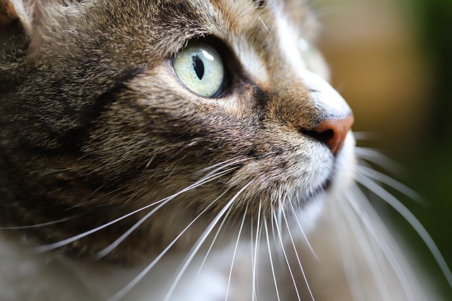 Cat friendly rentals Albany