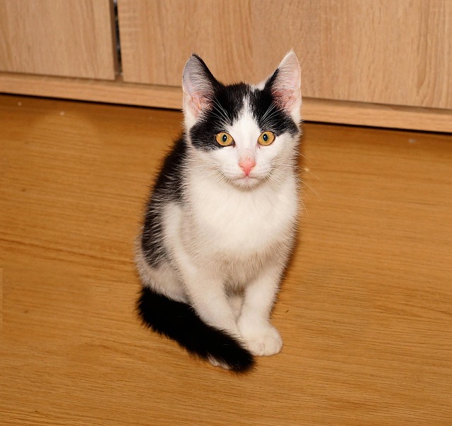 Cat friendly rentals Albany
