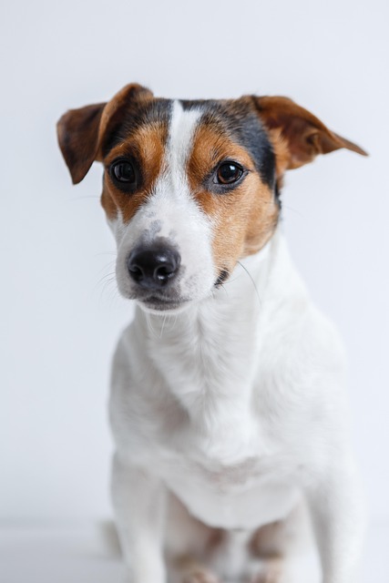 Cheap pet friendly apartment rentals Albany