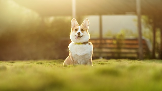 Dog parks near pet friendly apartments Albany