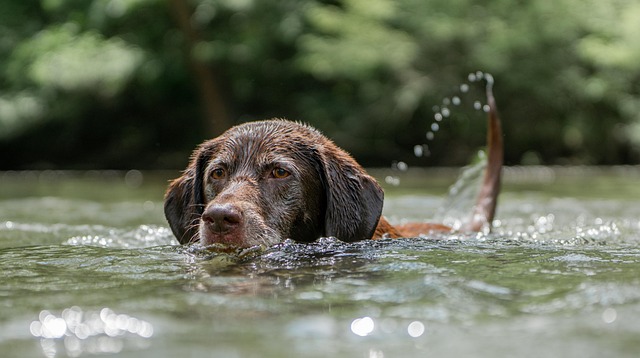 Dog parks near pet friendly apartments Albany