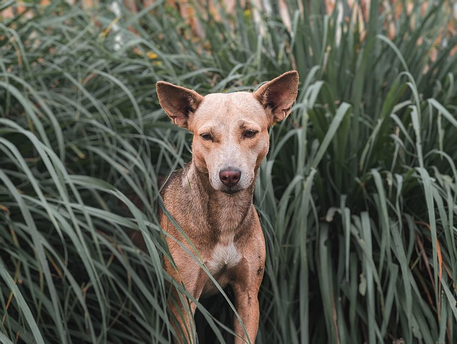 Dog parks near pet friendly apartments Albany