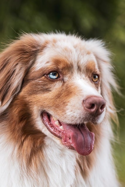Dog parks near pet friendly apartments Albany