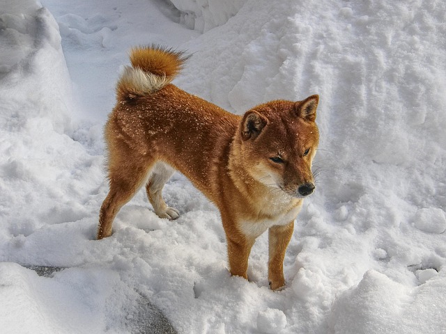 pet-deposit-requirements-in-albany-apart-640x480-49298568.jpeg