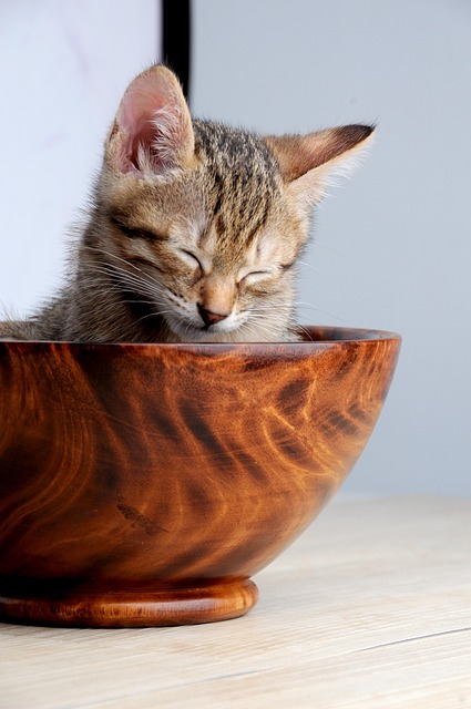 Pet deposit requirements in Albany apartments