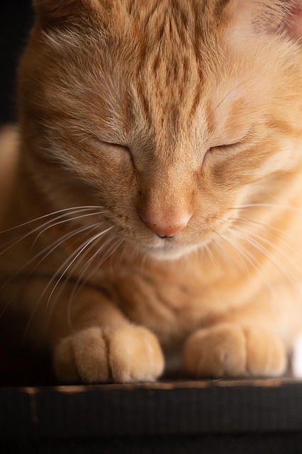 Pet deposit requirements in Albany apartments