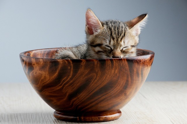 Pet deposit requirements in Albany apartments