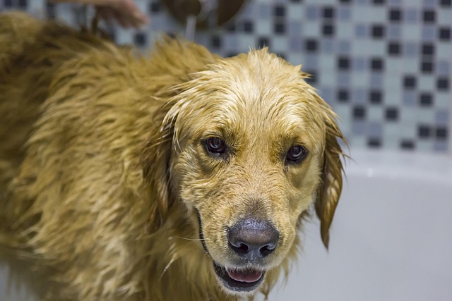 Pet-friendly apartments Albany