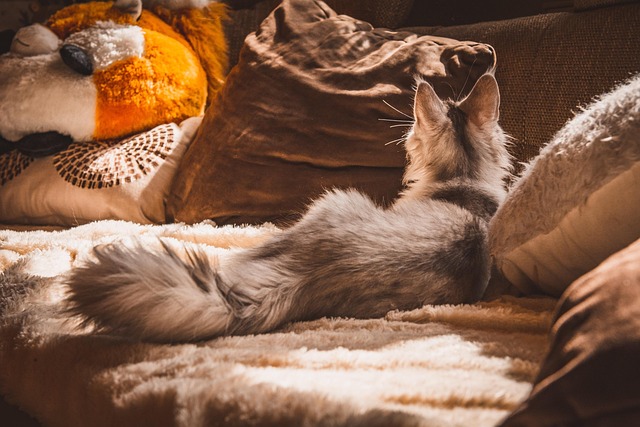 Pet-friendly apartments Albany