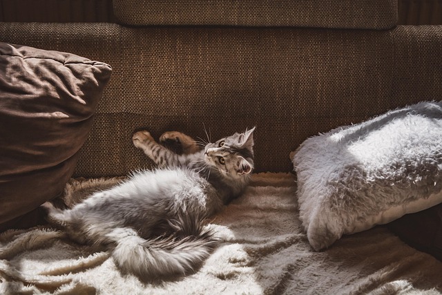 Pet-friendly apartments Albany