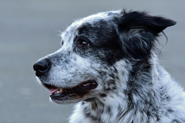 Pet-friendly apartments Albany