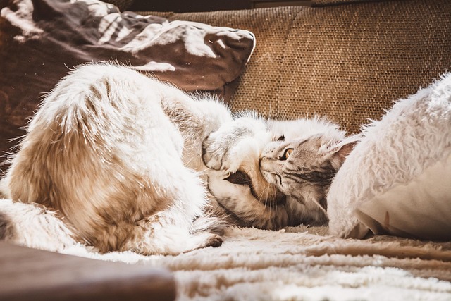 pet-friendly-apartments-in-albany-640x480-13633942.jpeg