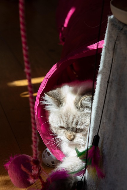 Pet friendly apartments in Albany