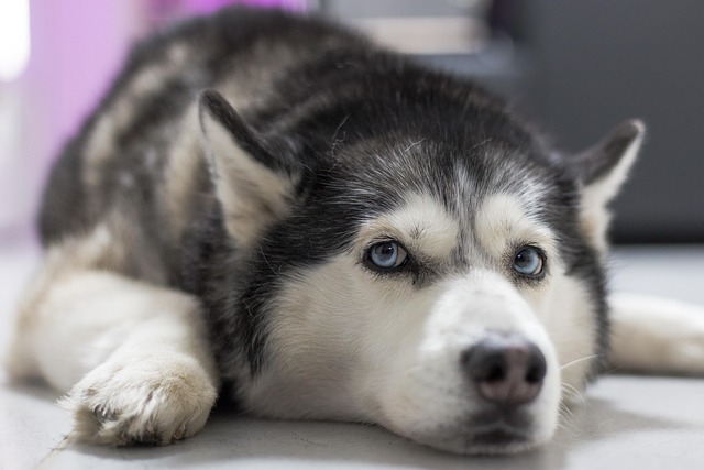 Pet friendly apartments in Albany