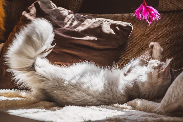 Pet friendly apartments in Albany