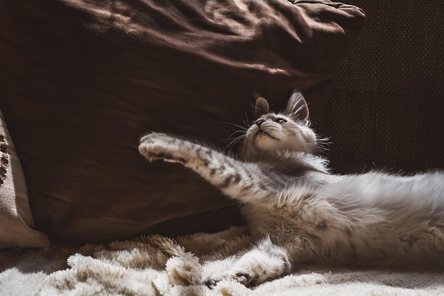Pet friendly apartments in Albany