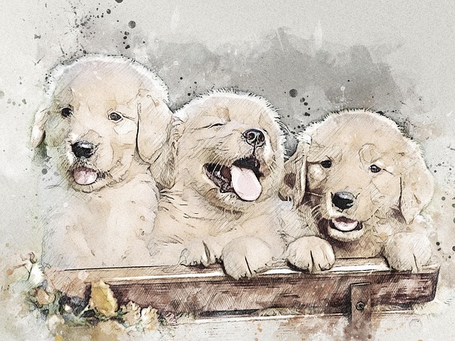 pet-friendly-apartments-in-albany-640x480-34650317.jpeg