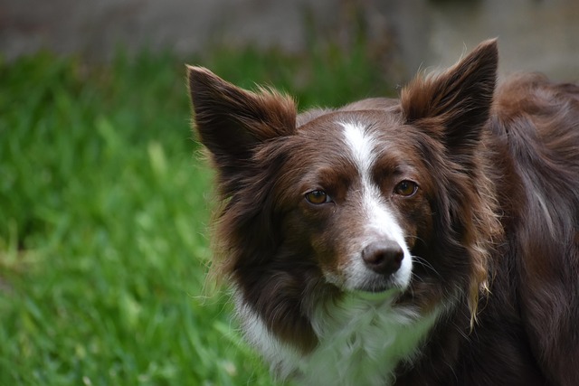 pet-friendly-apartments-in-albany-640x480-49043571.jpeg
