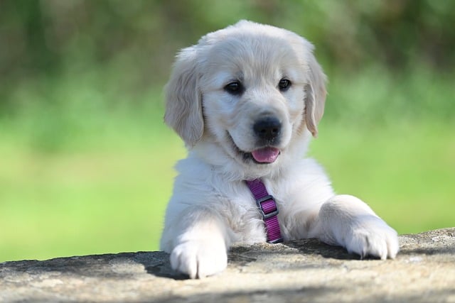 Pet friendly apartments in Albany