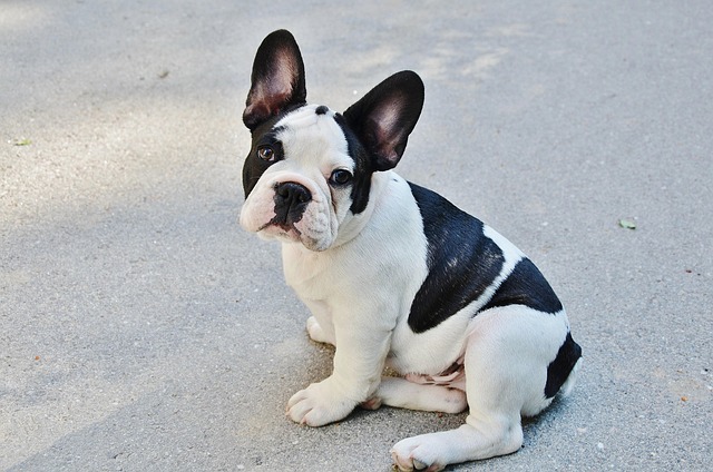Pet friendly apartments in Albany