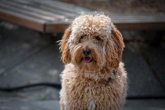 Pet friendly apartments in Albany