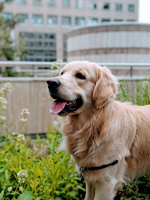 Pet friendly apartments in Albany