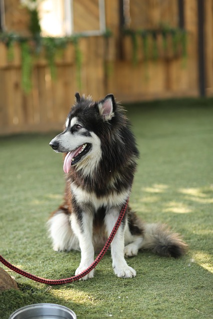 Pet friendly apartments in Albany